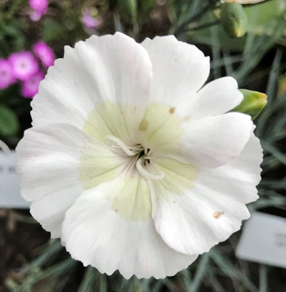 Photo of the bloom of Dianthus American Pie™ Key Lime Pie posted by