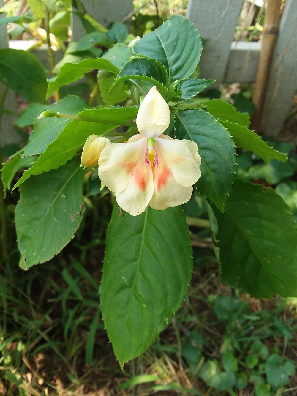 Exotic Impatiens (Impatiens Fusion™ Glow Yellow)