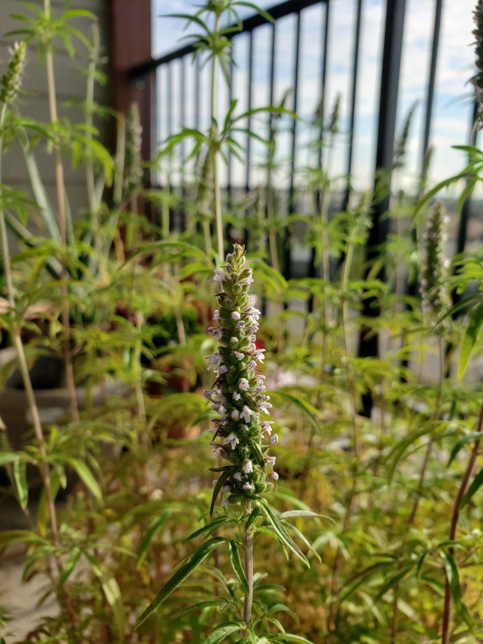 Tarragon looking leaves in 5 finger patrern, sweet savory like smell