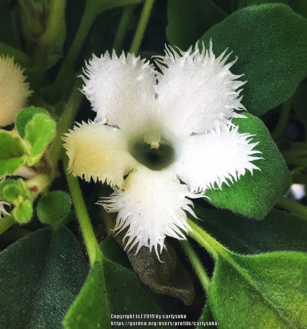 Lace Flower (Alsobia dianthiflora)