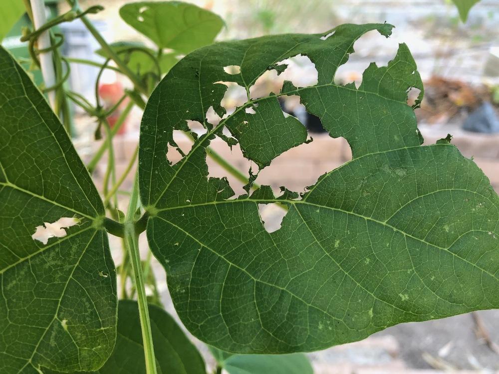 What is eating my bean leaves? in the Ask a Question forum