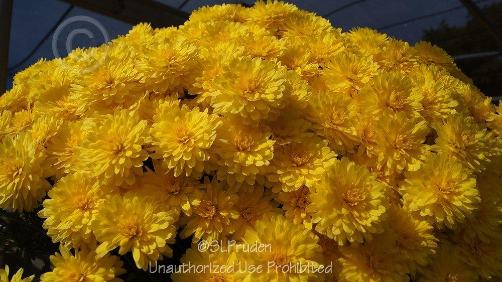 Belgian Mum (Chrysanthemum 'Allegra Yellow')