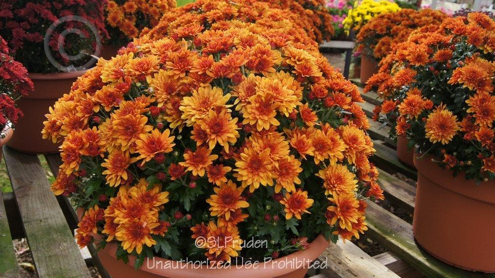 Belgian Mum (Chrysanthemum 'Conaco Orange')