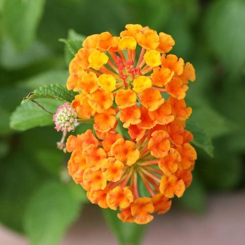 Lantana Luscious® Marmalade in the Lantanas Database