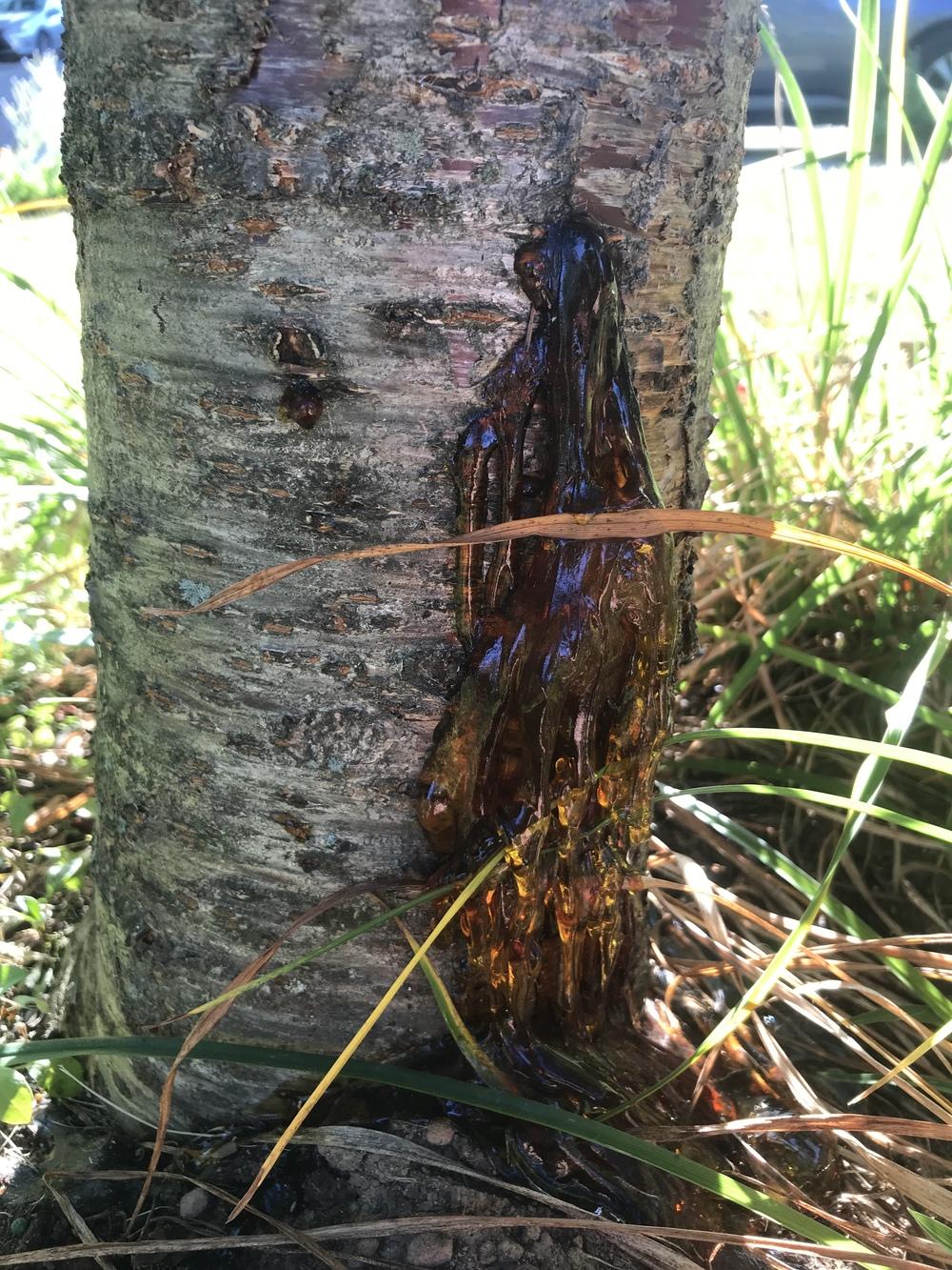 Weeping Cherry Tree "bleeding" profusely. in the Ask a Question forum