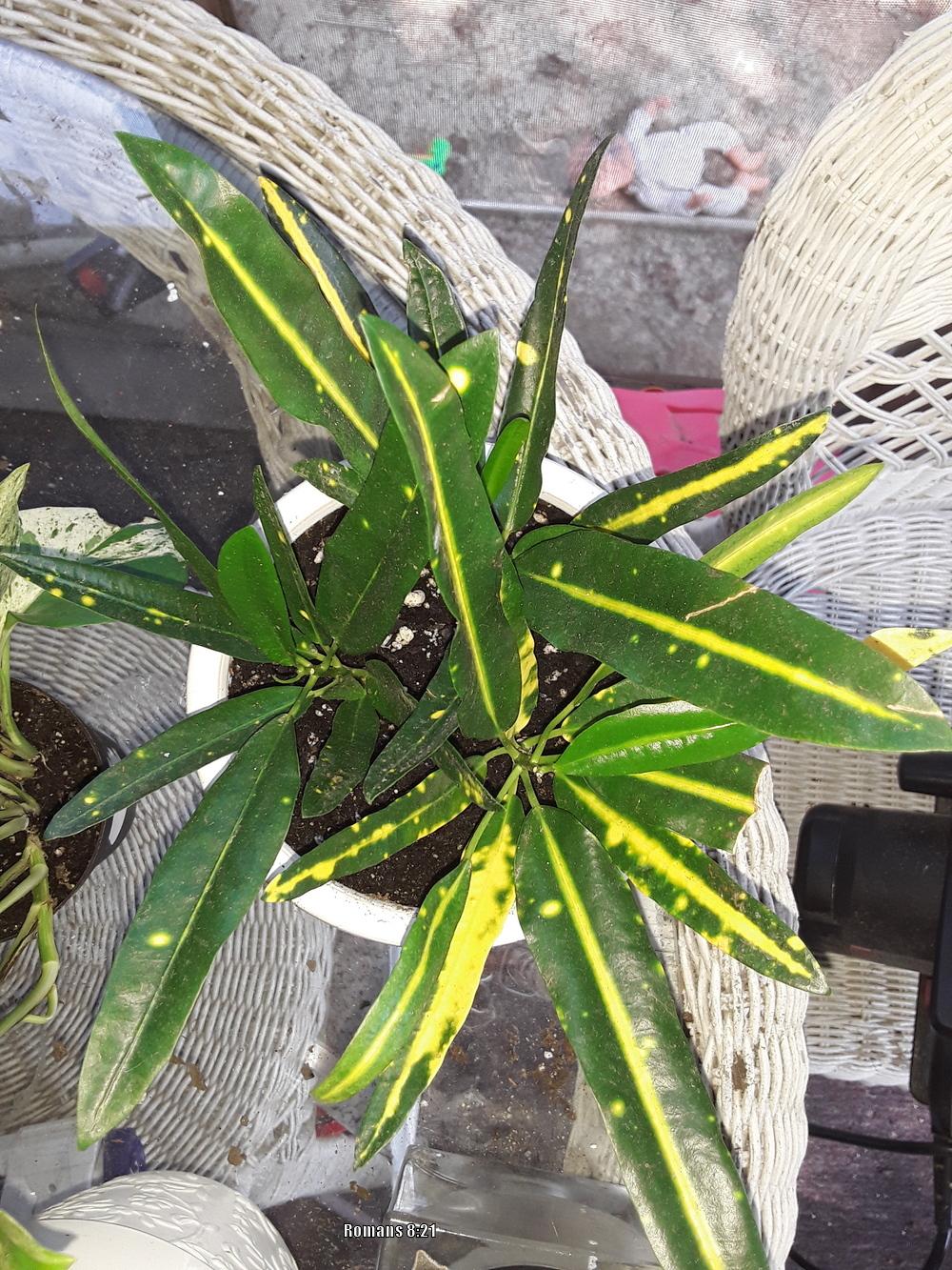 Croton (Codiaeum variegatum 'Sunny Star') in the Crotons Database