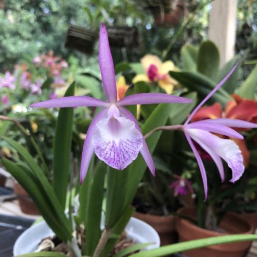Orchid (Brassocattleya Jairak Kiku)