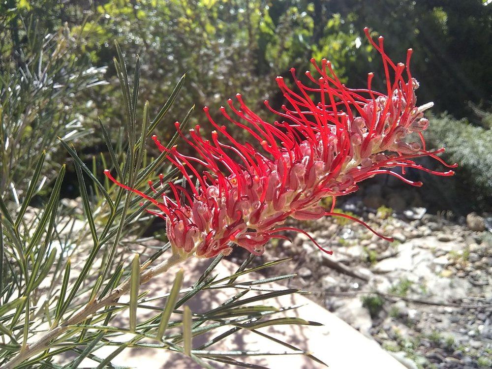 Grevillea 'Kings Celebration'