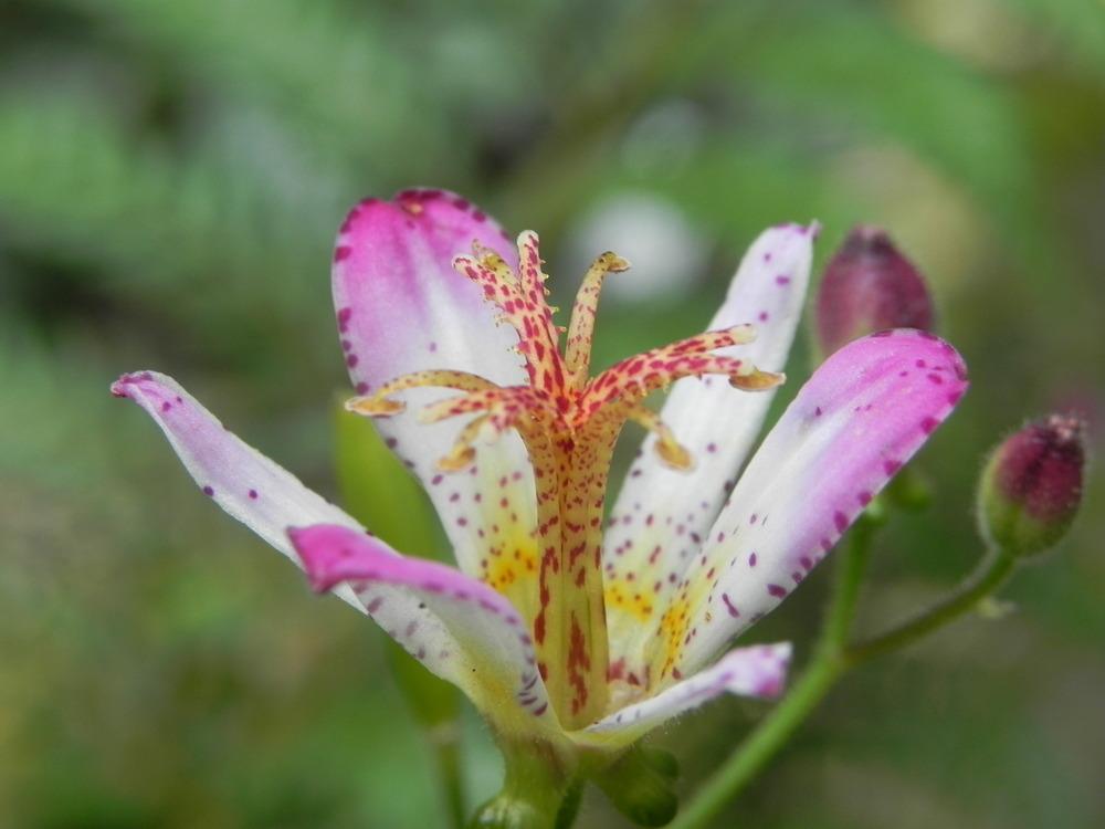 Toad Lilies Plant Care and Collection of Varieties