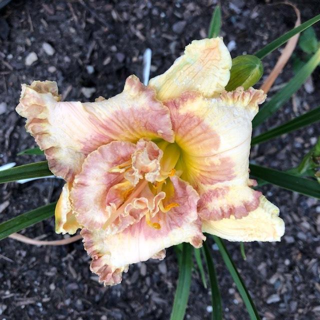 Daylily (Hemerocallis 'Love Quotes') in the Daylilies Database