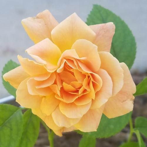 Rose (Rosa 'At Last') in the Roses Database