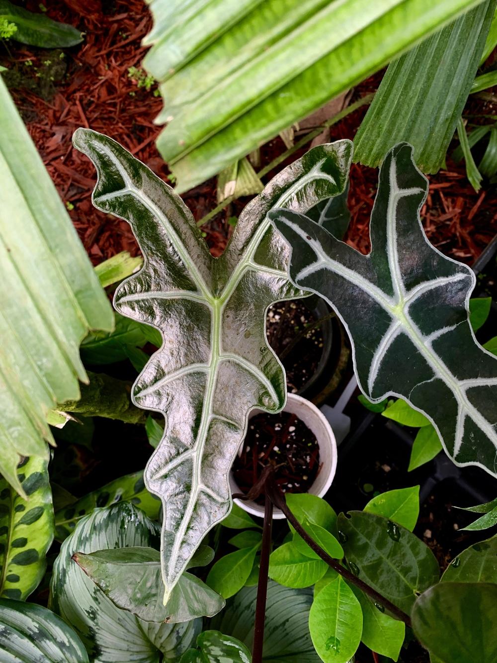 Elephant Ears (Alocasia) Plant Care and Collection of Varieties