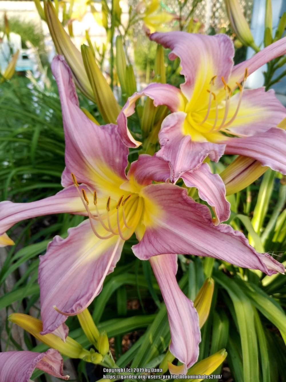 Photo of the bloom of Daylily (Hemerocallis 'Arachnidan Trap') posted