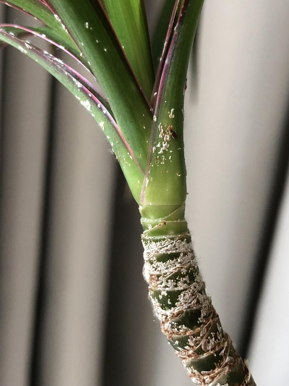 White spots on dragon tree plant (Indoor) in the Ask a Question forum