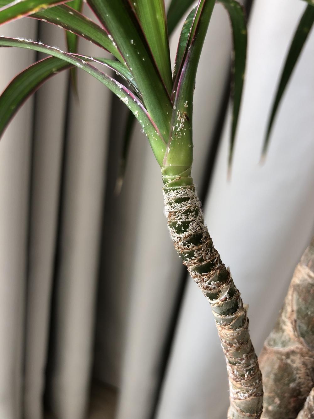White spots on dragon tree plant (Indoor) in the Ask a Question forum