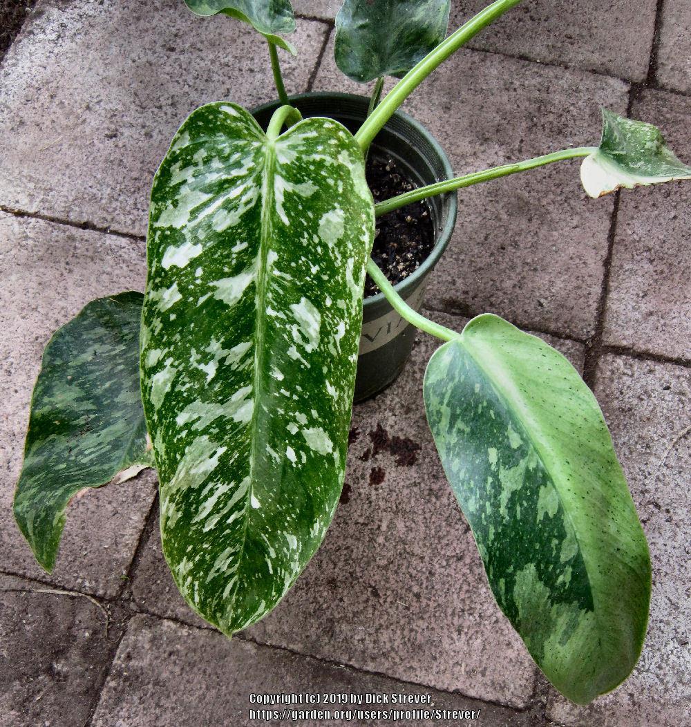 Variegated Foliage Forum Newest Variegated Garden Org
