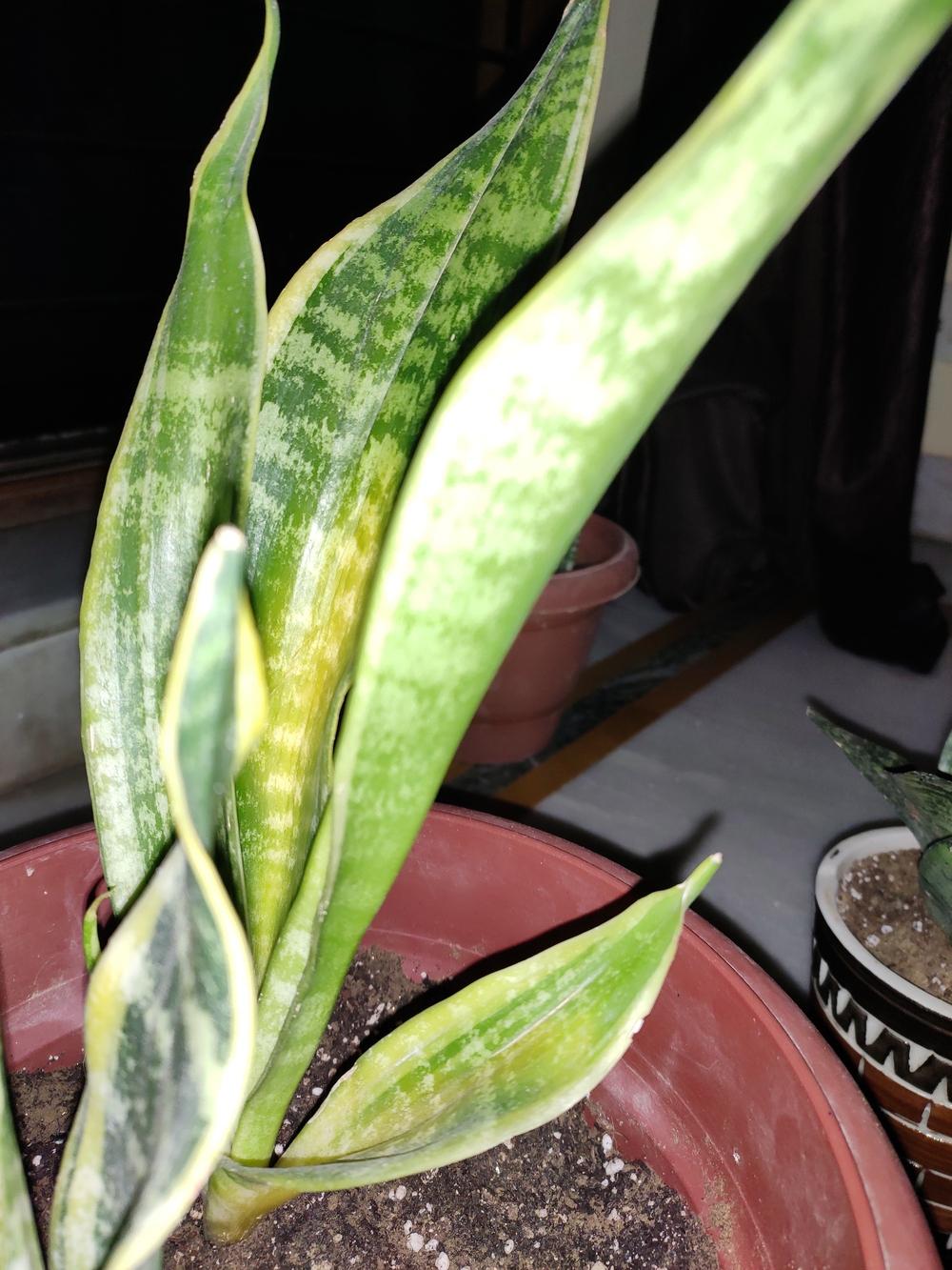 Ask A Question Forum Snake Plant Leaves Becoming Yellow Garden Org