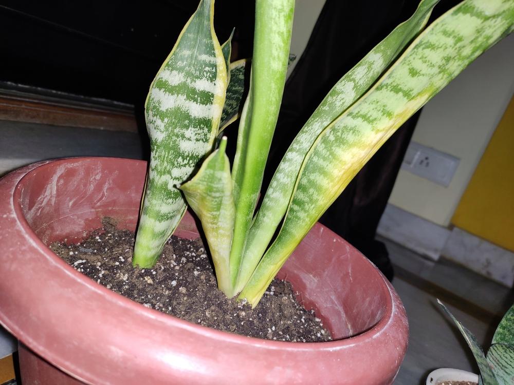 Ask A Question Forum Snake Plant Leaves Becoming Yellow Garden Org