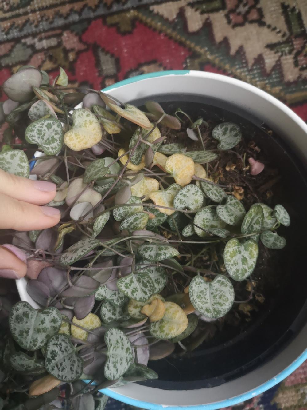 Houseplants Forum String Of Hearts Lower Leaves Turning Yellow Garden Org