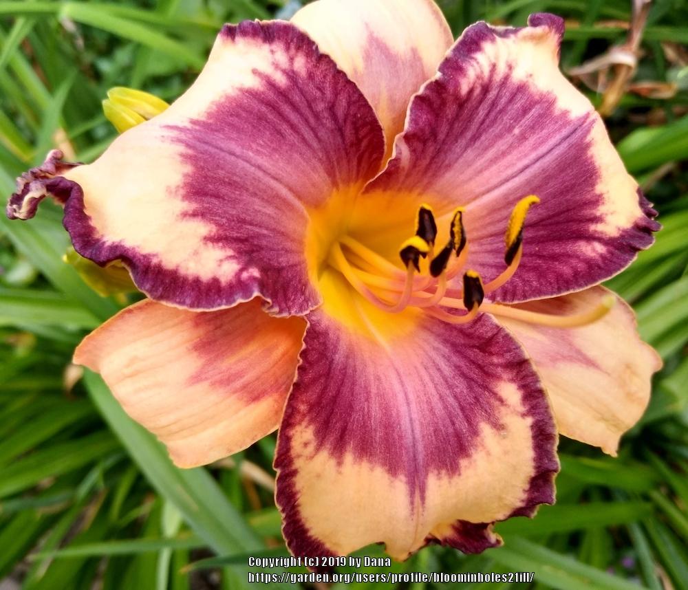 Photo of the bloom of Daylily (Hemerocallis 'Plum Tuckered') posted by bloominholes2fill
