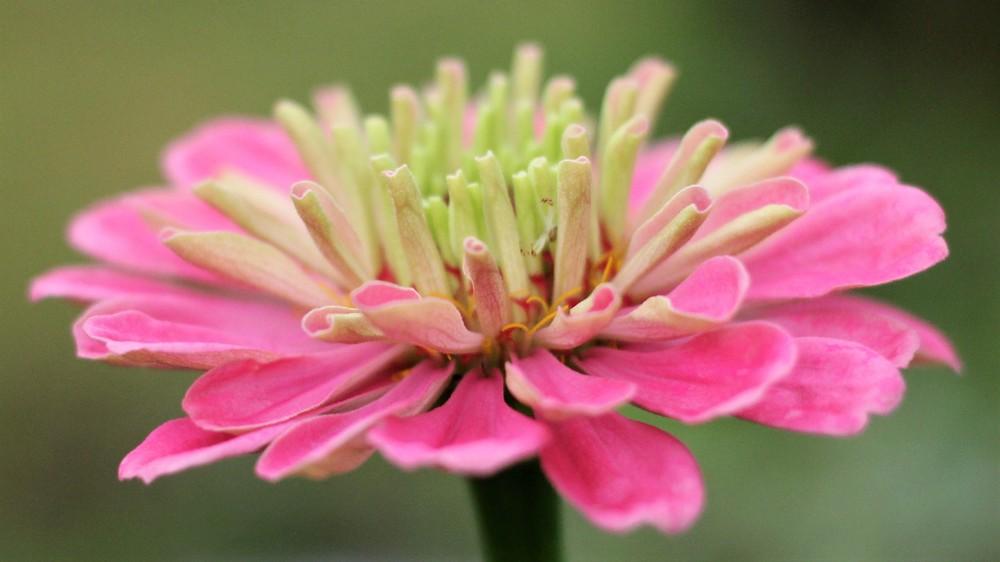 Zinnia (Zinnia elegans 'Art Deco')