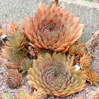 Hen and Chicks (Sempervivum 'Goldmarie') in the Sempervivum