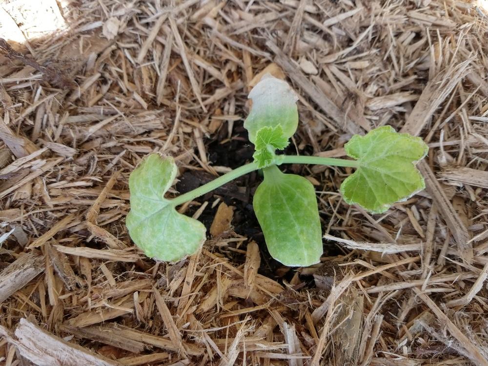 Ask A Question Forum Why Are My Zucchini Leaves Turning White Garden Org