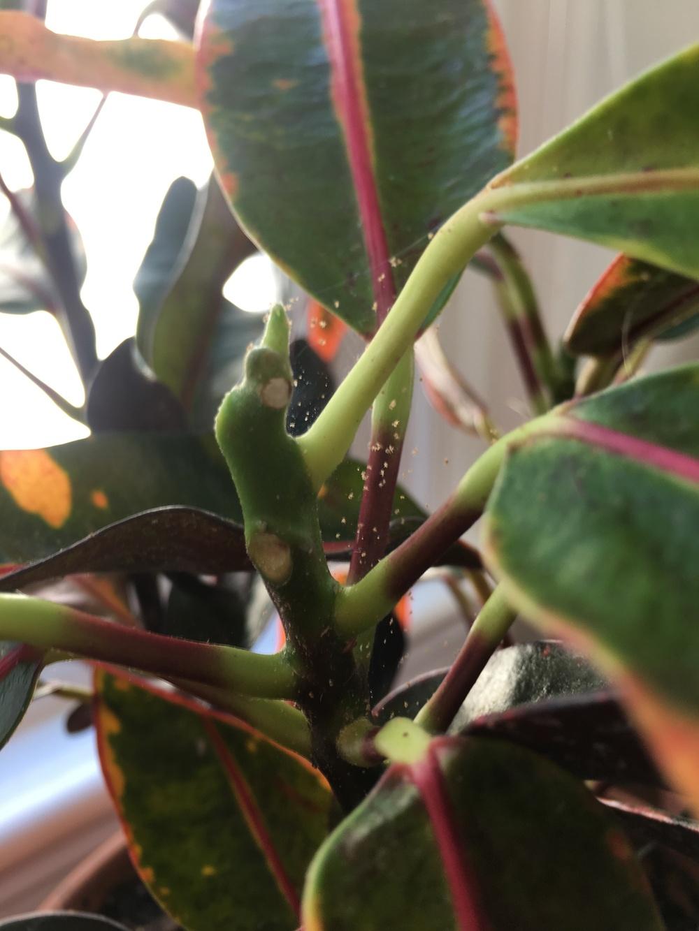 Croton plant with tiny bugs in the Ask a Question forum