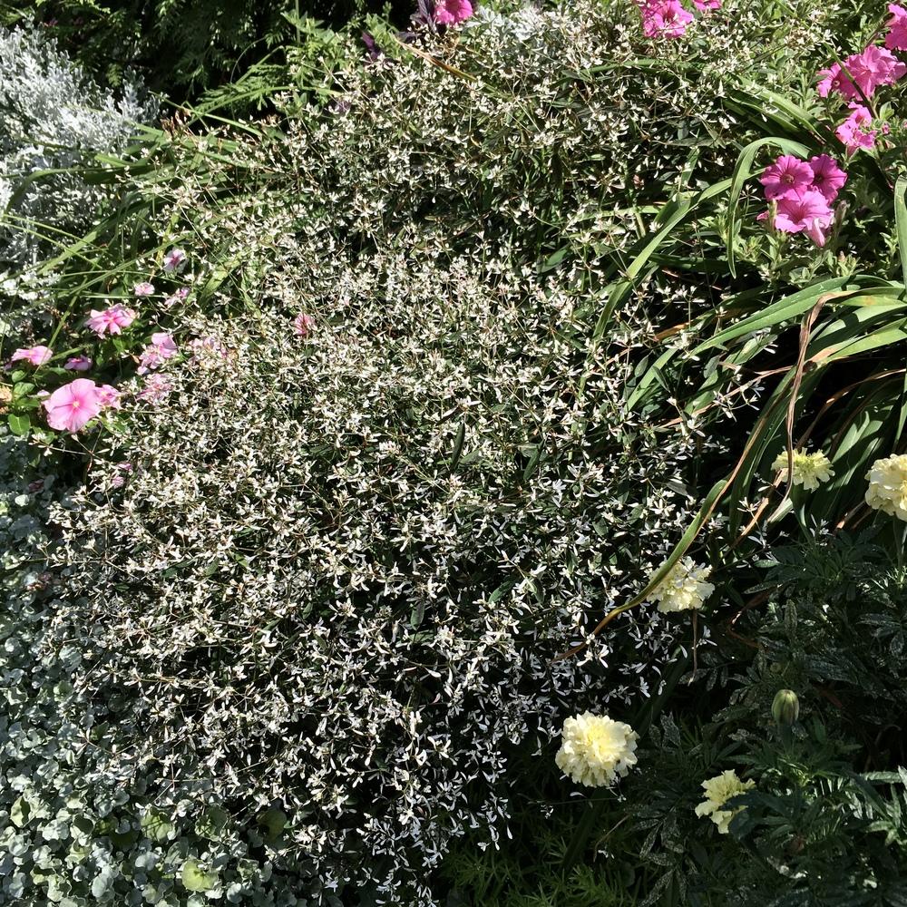 Euphorbia Starblast™ Softpink in the Euphorbias Database - Garden.org