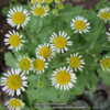 tubular petals
