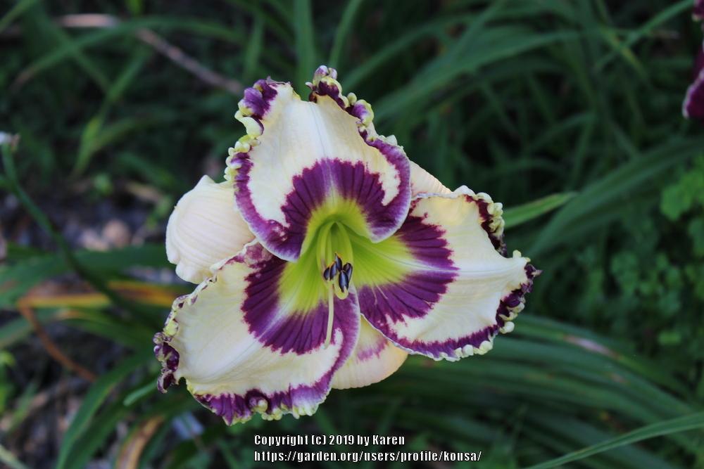 Daylily (Hemerocallis 'Blueberry King') in the Daylilies Database