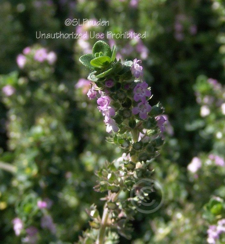 Photo of the bloom of Creeping Thyme (Thymus 'Doone Valley') posted by