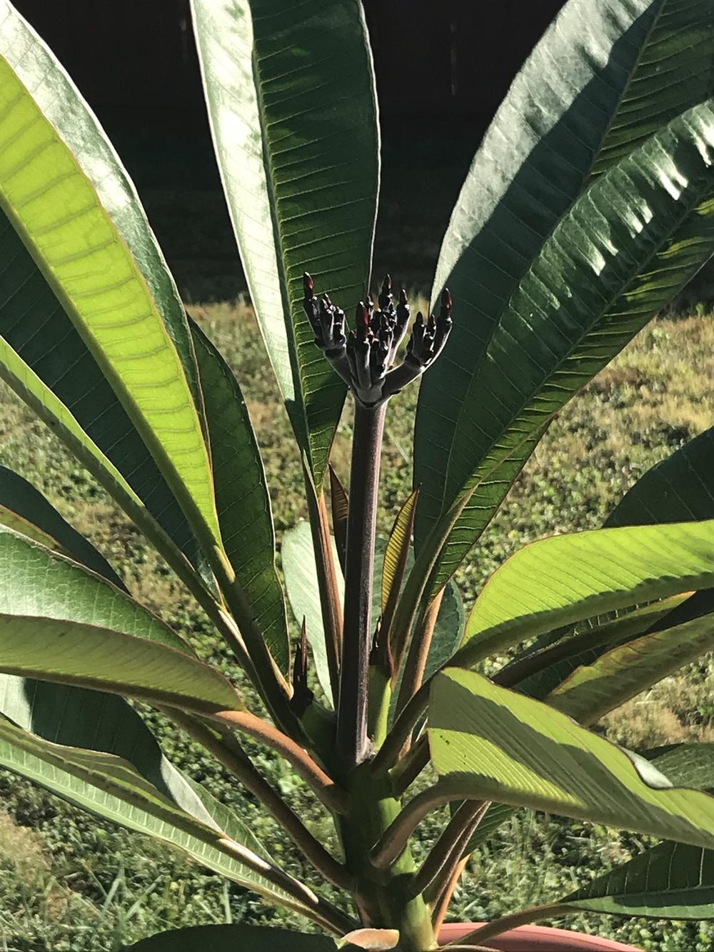 Plumeria buds/flowers when moving indoors for dormancy in the Plumeria