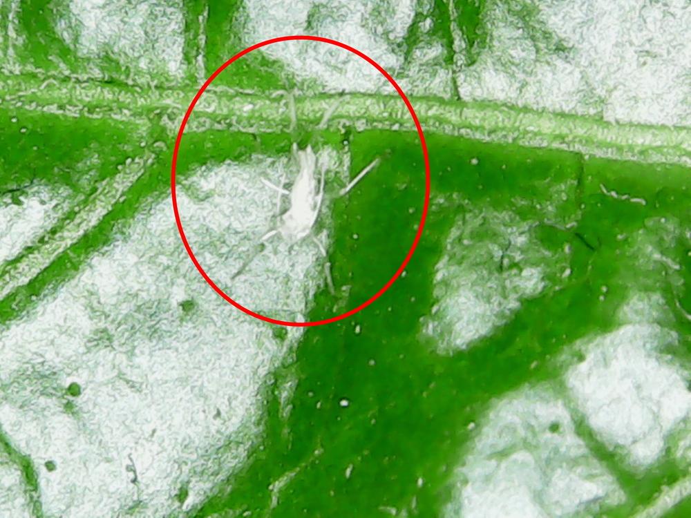Micro Controlled Insects please help micro insect identification in the Pests and Diseases forum ...