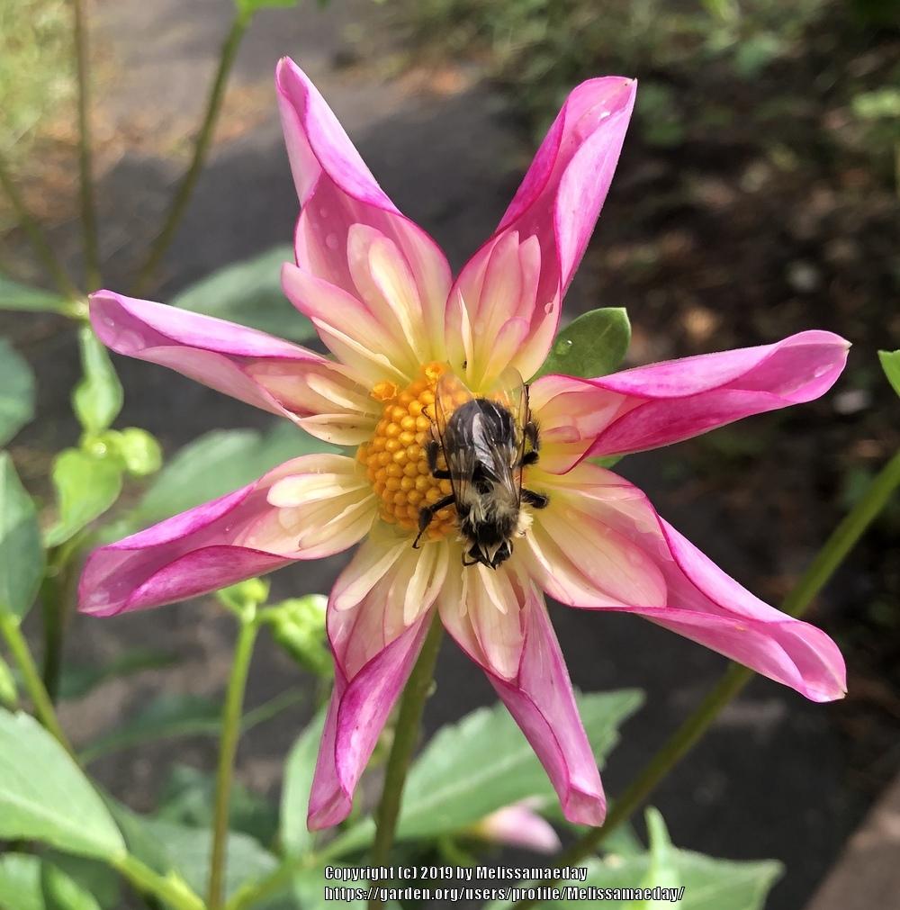 Dahlia 'Fancy Pants' in the Dahlias Database