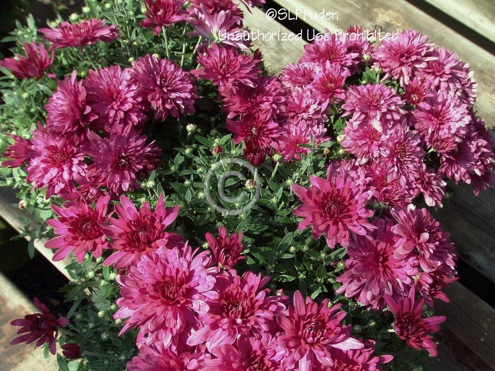 Garden Mum (Chrysanthemum 'Venus Purple')