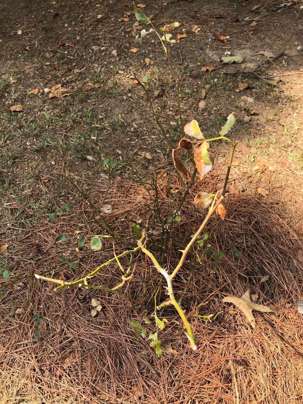 How Is My Rose Bush? in the Roses forum