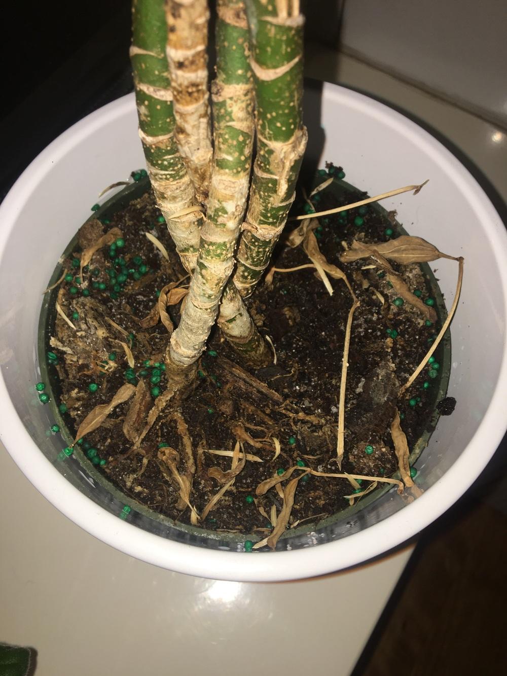 Tiny green balls in my houseplant in the Ask a Question forum