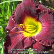 Location: southern KYDate: 2019-06-04