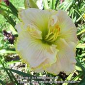 Location: southern KYDate: 6/25/2019