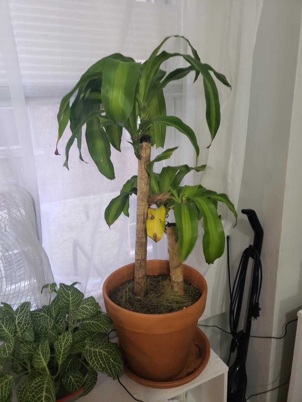 Mass Cane Developing Yellow Spots in the Ask a Question forum