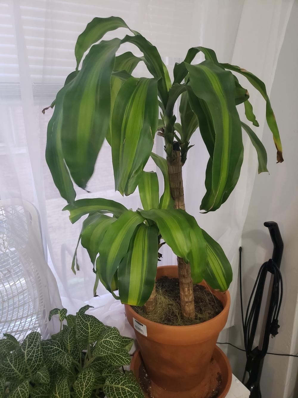 Mass Cane Developing Yellow Spots in the Ask a Question forum