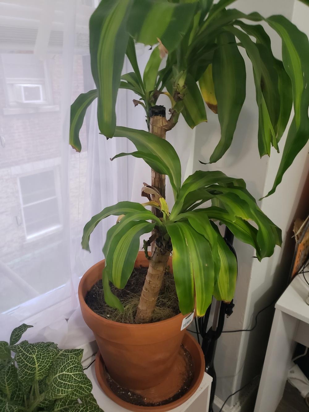 Mass Cane Developing Yellow Spots in the Ask a Question forum