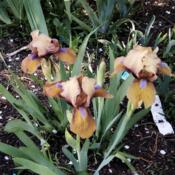 Location: Hobart, TasmaniaDate: 2019-10-04