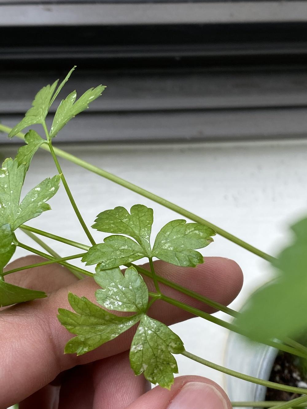 Parsley with Leaf Spots? in the Herbs forum