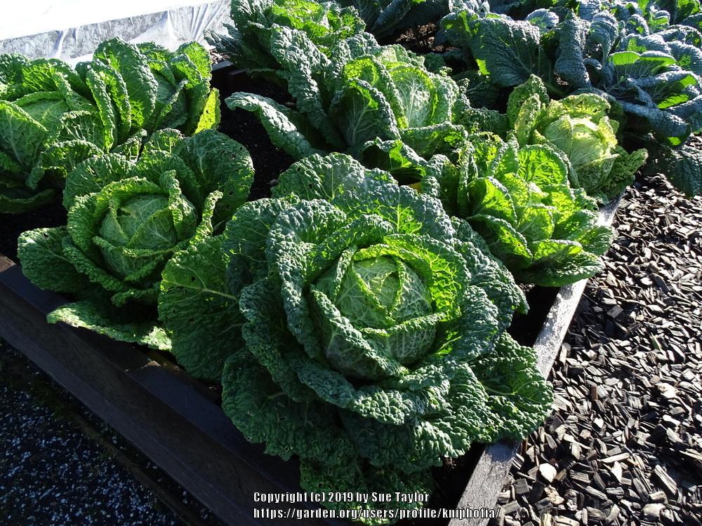 Brassicas Plant Care and Collection of Varieties