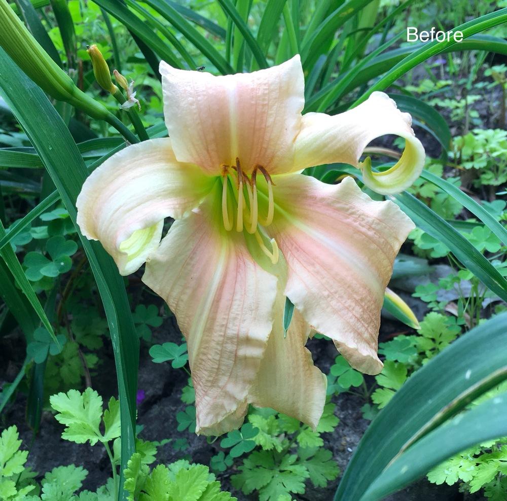 Daylily (Hemerocallis 'Before') in the Daylilies Database