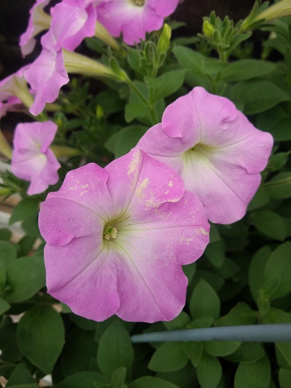 White patch on petunia petals in the Ask a Question forum