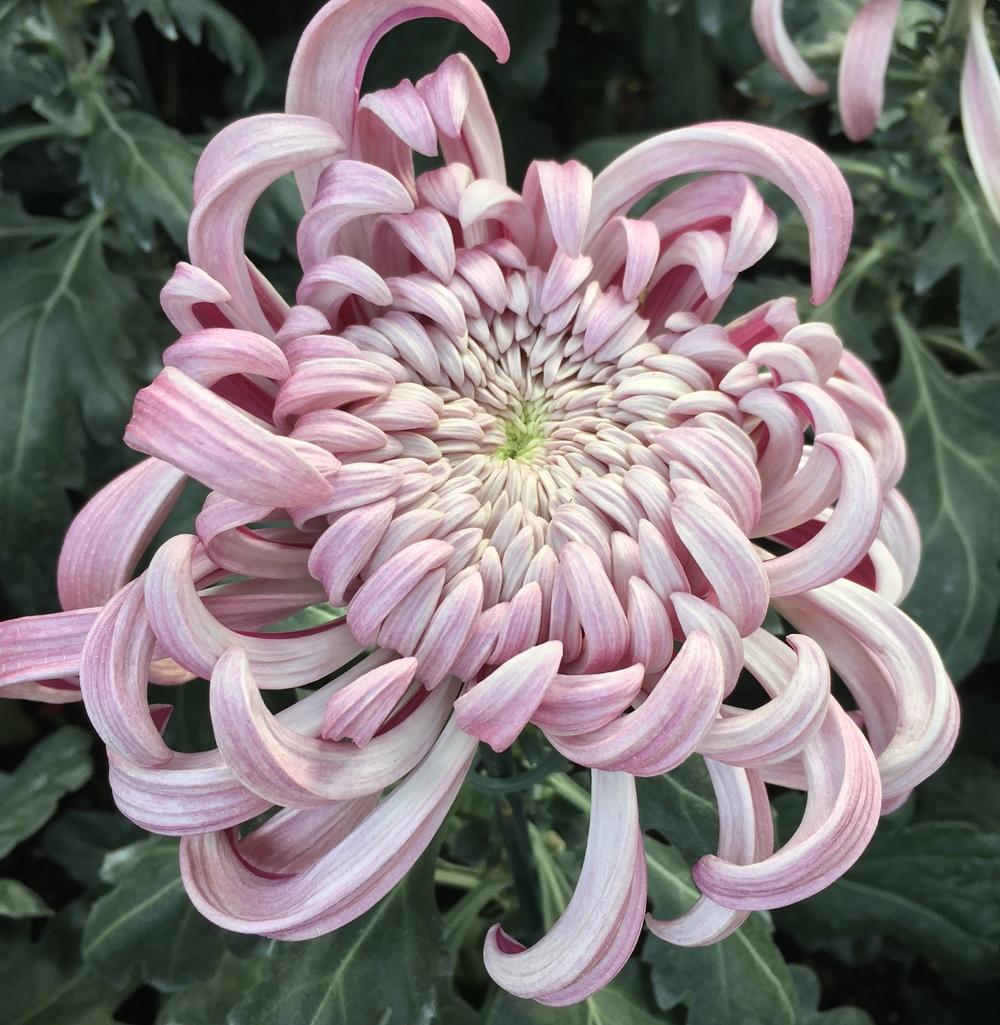 Irregular Incurve Mum (Chrysanthemum ‘Kokka Hougiku’) - Garden.org