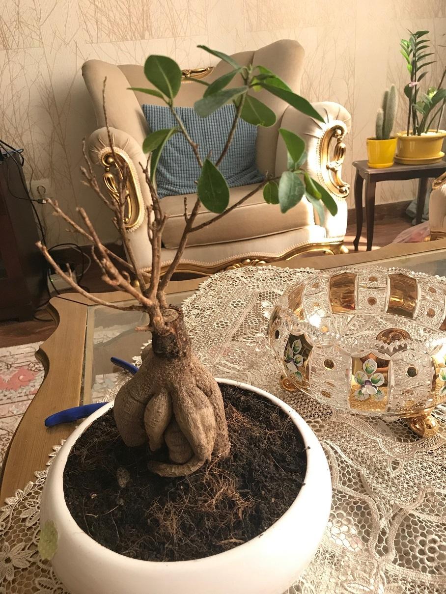 dying bonsai in the Ask a Question forum